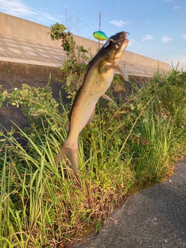 アメリカナマズの釣果