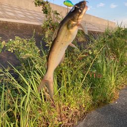 アメリカナマズ