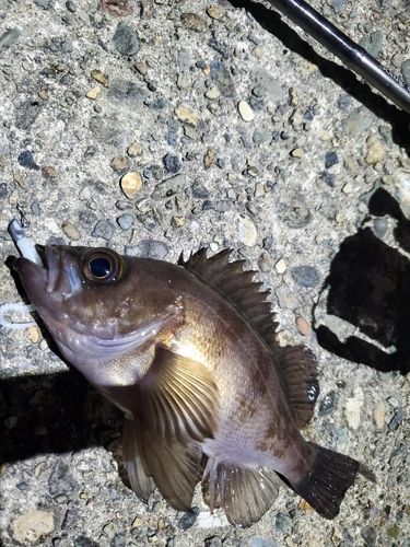 メバルの釣果