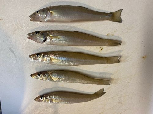 キスの釣果