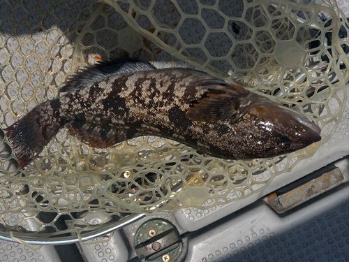 アイナメの釣果