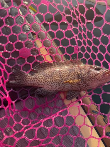 オオモンハタの釣果