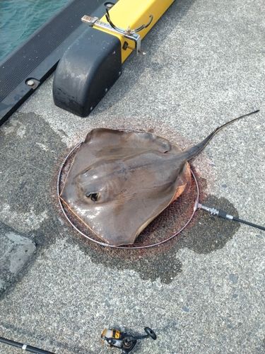 エイの釣果