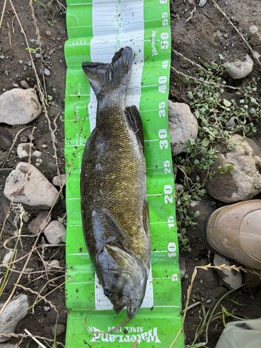 スモールマウスバスの釣果