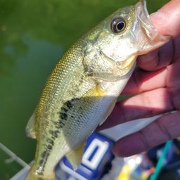 ラージマウスバス