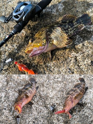 キジハタの釣果