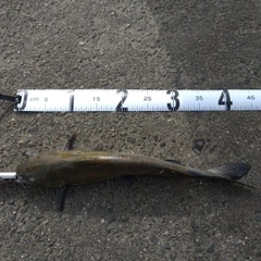 アメリカナマズの釣果