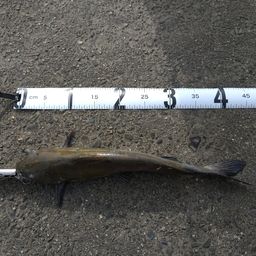 アメリカナマズ