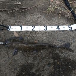 アメリカナマズ