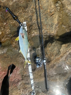 ヒラマサの釣果