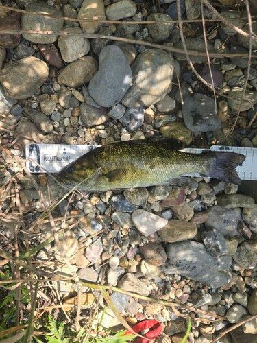 スモールマウスバスの釣果