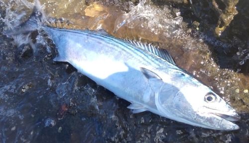 ハガツオの釣果