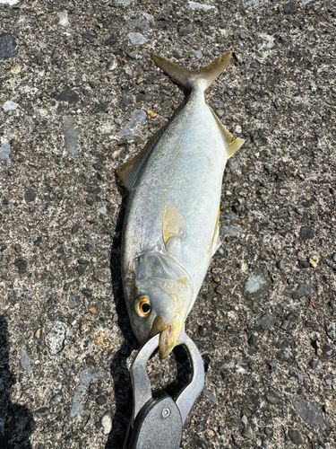 ショゴの釣果