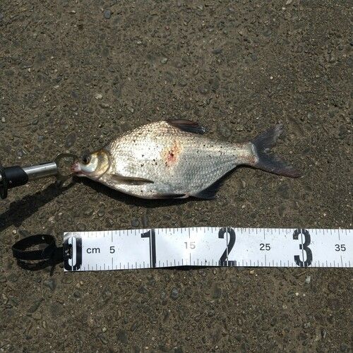 ダントウボウの釣果