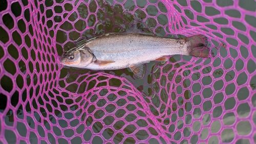ウグイの釣果