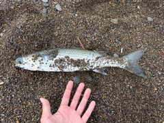 ボラの釣果