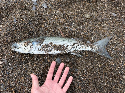 ボラの釣果