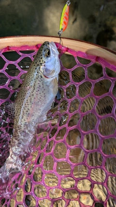 ニジマスの釣果