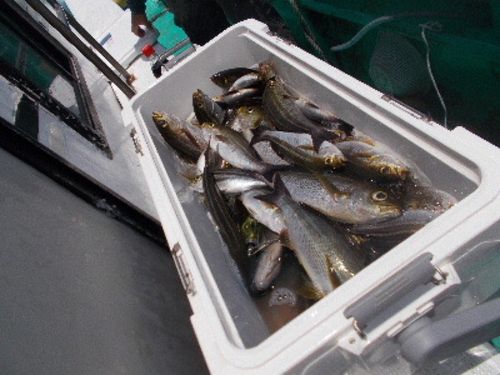 イサキの釣果