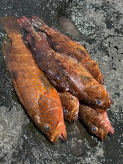 キジハタの釣果