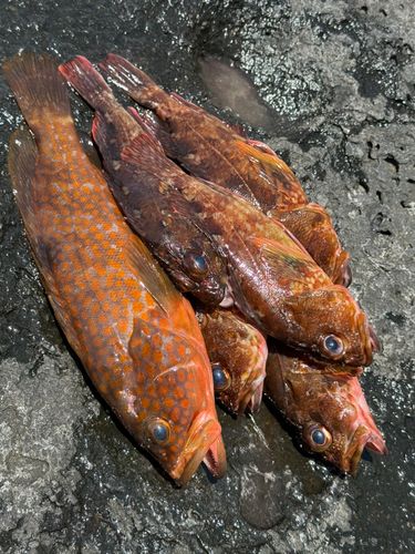 キジハタの釣果