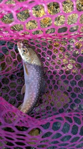 アメマスの釣果