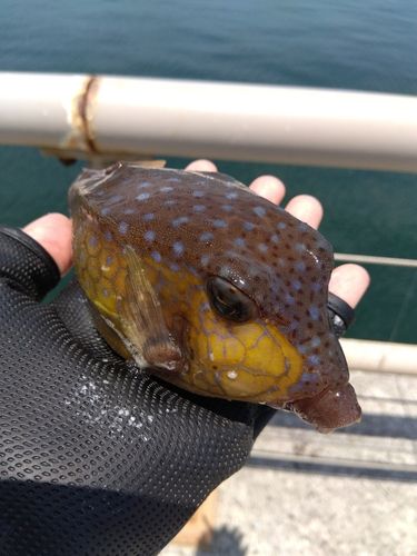 ハコフグの釣果
