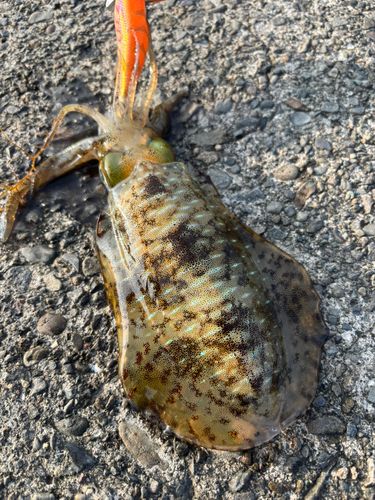 アオリイカの釣果