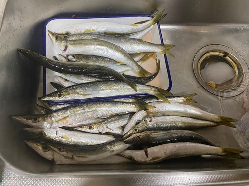 カマスの釣果