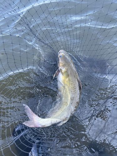 アメリカナマズの釣果