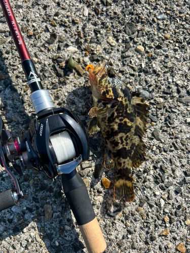 タケノコメバルの釣果