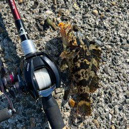 タケノコメバル