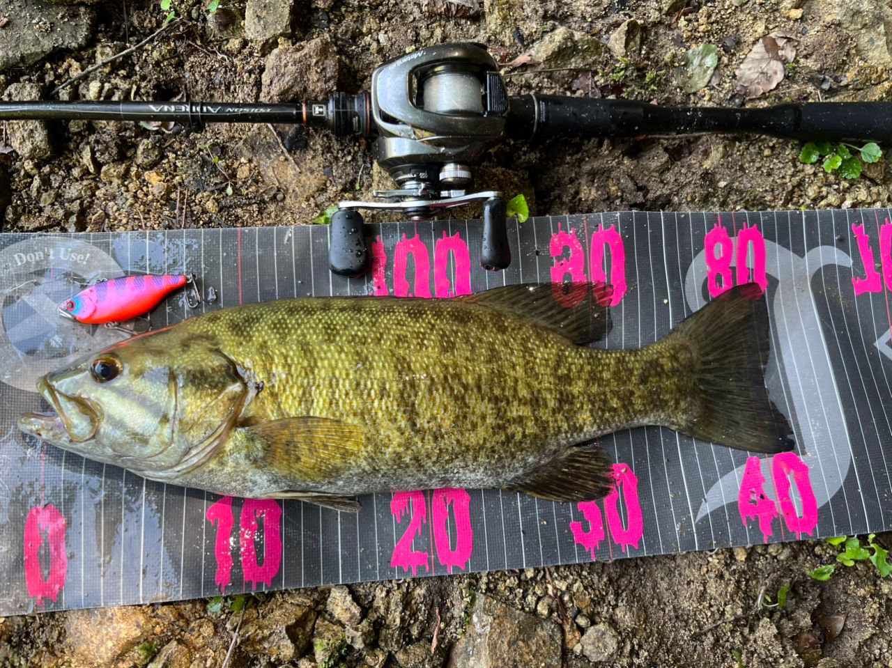 スモールマウスバス