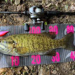 スモールマウスバス