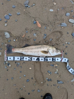 スズキの釣果