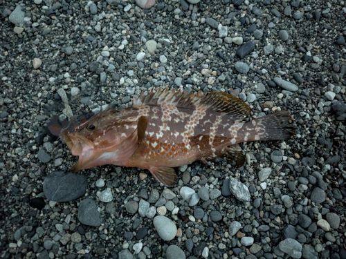 キジハタの釣果