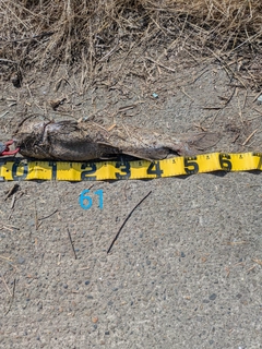 アメリカナマズの釣果