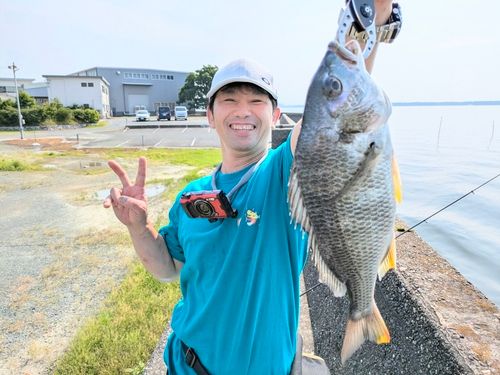 キビレの釣果