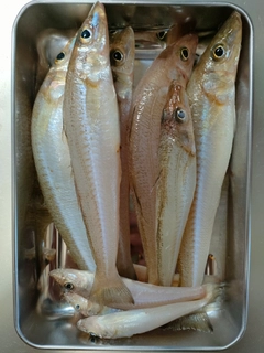 キスの釣果