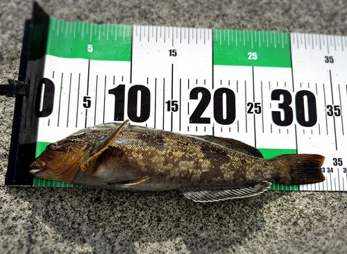 アイナメの釣果