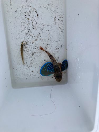 ホウボウ