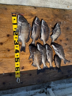 クロダイの釣果