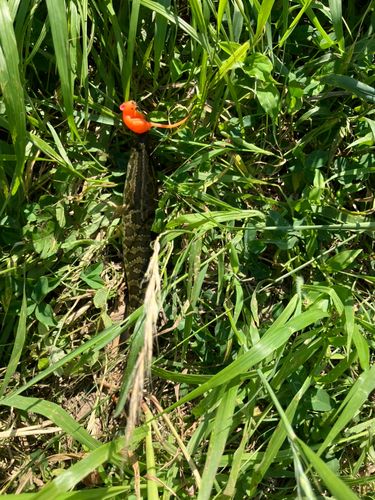 ライギョの釣果