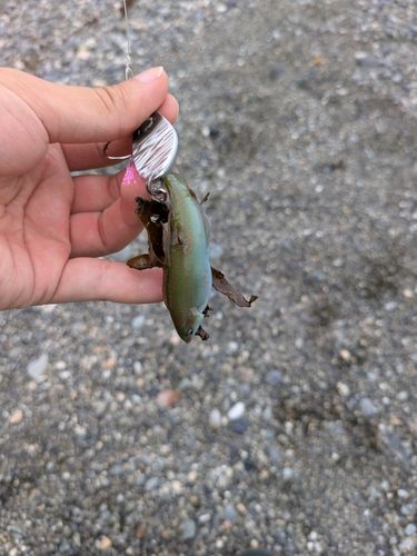 ホンベラの釣果