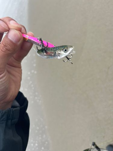 サバの釣果