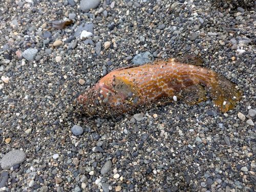 キジハタの釣果