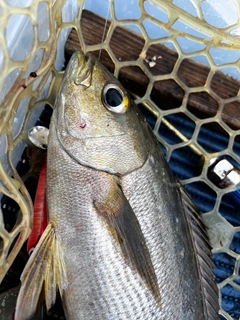 イサキの釣果