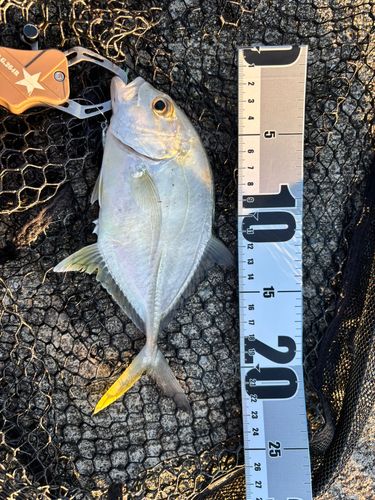 オニヒラアジの釣果