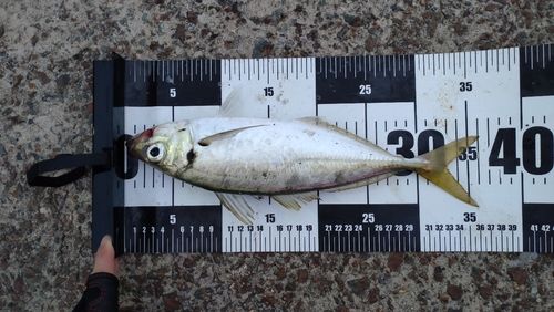 マアジの釣果