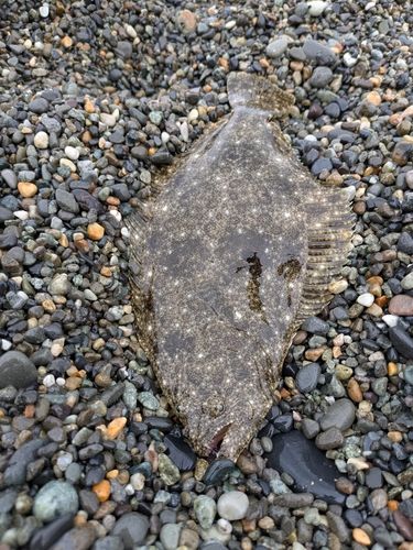 ソゲの釣果